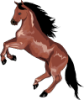 asset-1-horse.png